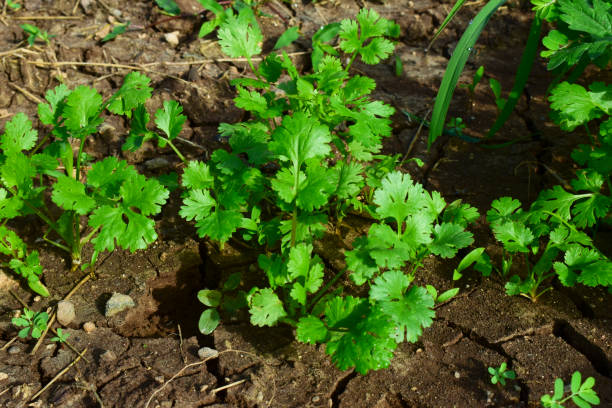 istock Close up fresh growing green coriander (cilantro) leaves in vegetable plot 1417862567