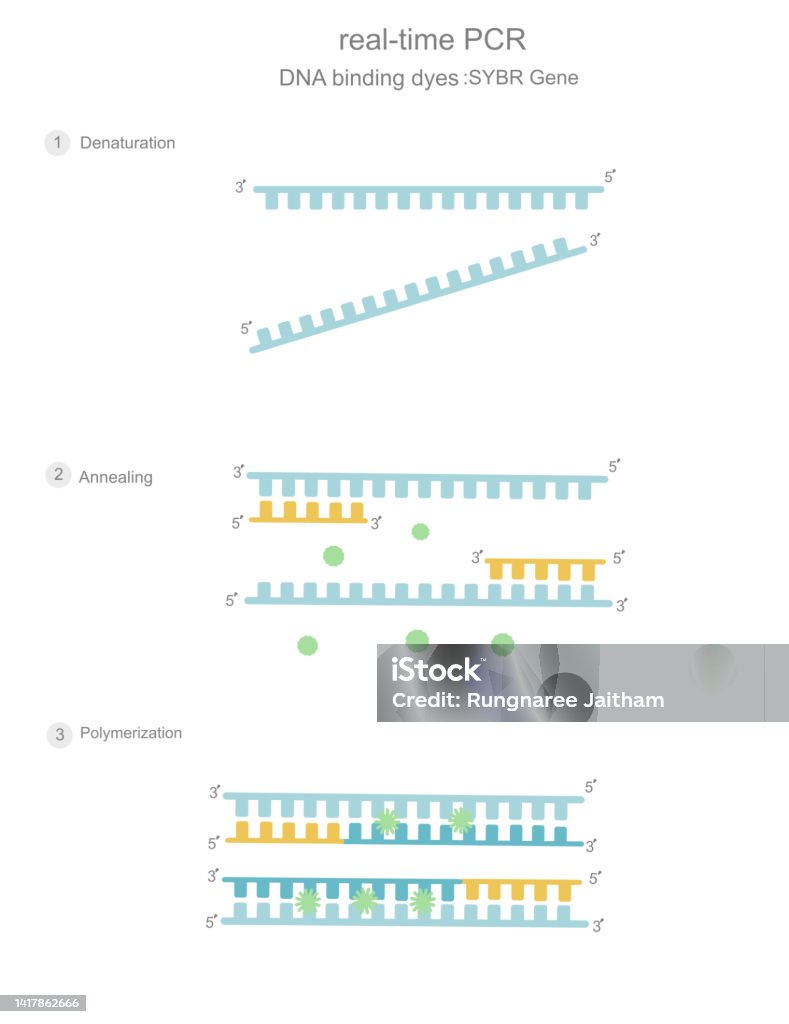 The Realtime Pcr Steps For Signal Detection Or Analysis By Qpcr Machine Stock Illustration - Download Image Now - iStock The Realtime Pcr Steps For Signal Detection Or Analysis By Qpcr Machine Stock Illustration - Download Image Now - iStock