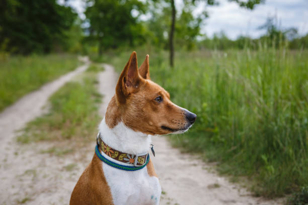 istock Basenji dog walking in the forest park 1417864151