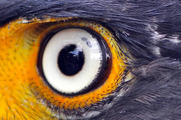 istock close-up of eagle's eyes 1417864347