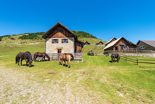 Herd of brown horses in a mountain pasture, Italy-Austria border, Feistritz an der Gail municipality, Osternig or Oisternig peak, Carinthia, Carnic Alps, Austria, central Europe.