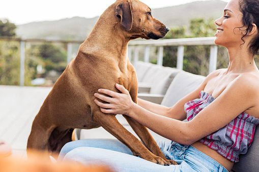 Side view of stylish happy mid adult woman wearing off shoulder top playing with brown dog while sitting on chair in balcony