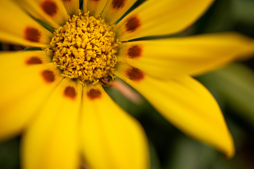 Group of flowers Mountain arnica,Yellow flowers Rome Italy.