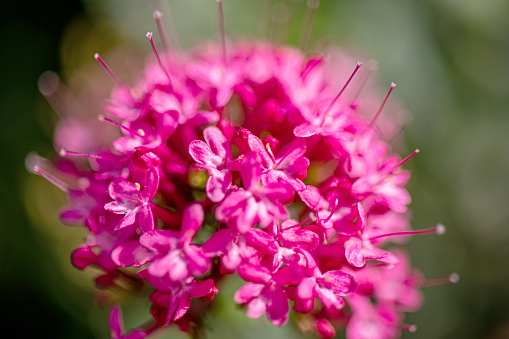 Close-up flower in the nature