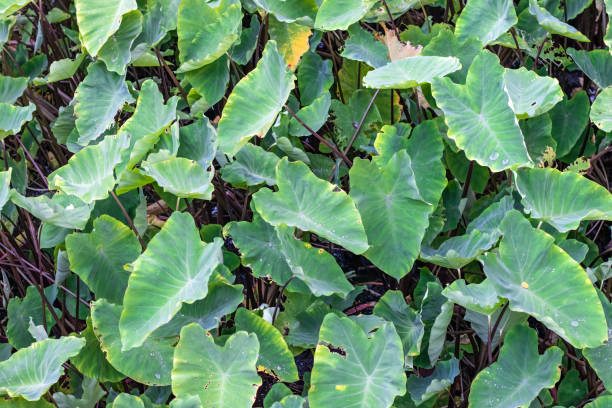 Wild taro garden close up top view with water drops Wild taro garden close up top view with water drops taro leaf stock pictures, royalty-free photos & images