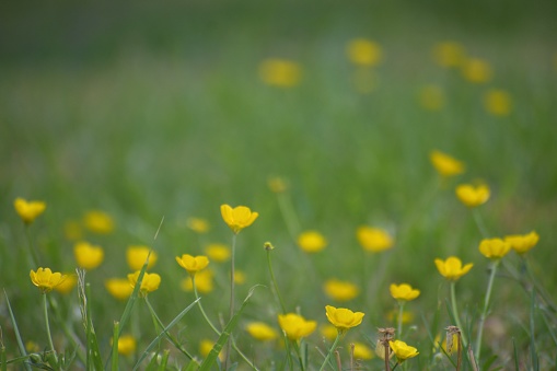 A beautiful knoll of little buttercup blossoms