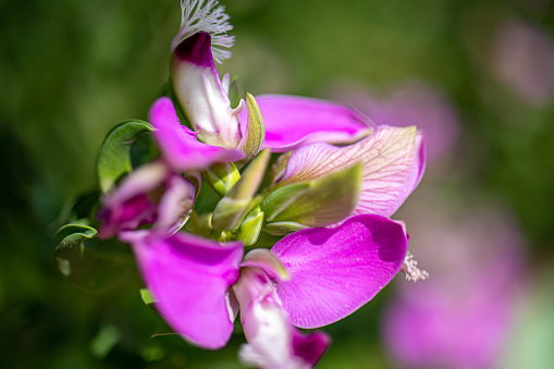 Bright and vibrant close-up of Sweet Pea flowers.