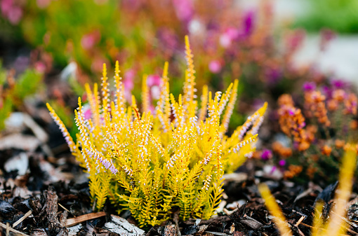 Scottish Heathers growing in a domestic garden. Selective focus at f2 on 75mm Leica.