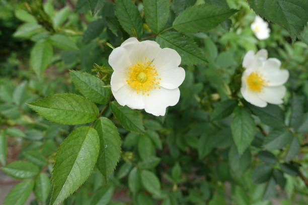 istock Half open single white flower of dog rose in mid May 1417866347
