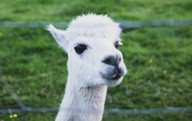 istock White alpaca grazes on the lawn 1417867397