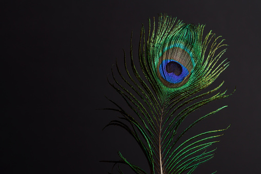 close-up of a colorful peacock feather on a black background