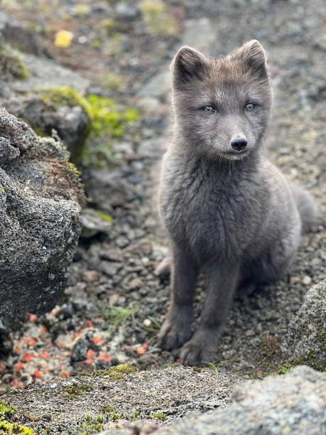 istock Vertical shot of a cute baby Arctic fox 1417869673