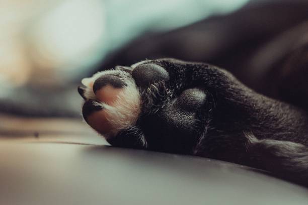istock Closeup shot of a cat paw 1417869682
