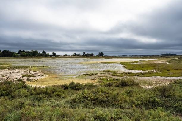Brittany, Ile d Arz in the Morbihan gulf, seascape of the swamps after the rain in summer, wild landscape