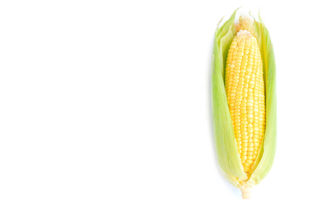 istock Fresh yellow corn cob isolated on white background 1417870338