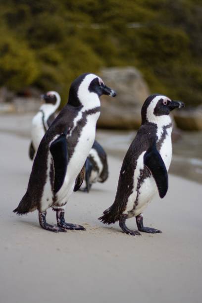 istock Penguins walking outside near a beach 1417870352