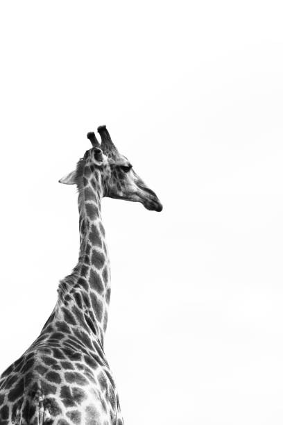istock Grayscale shot of a giraffe isolated on white background 1417870377