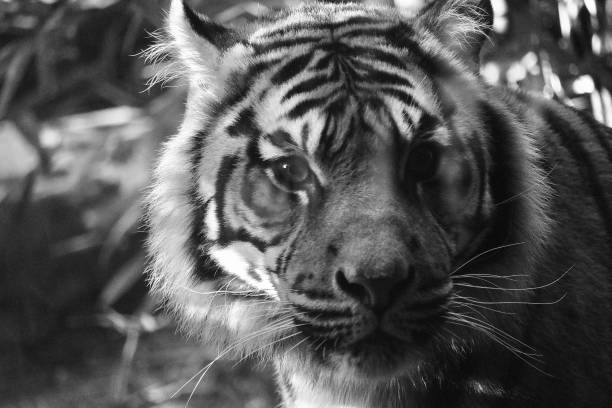 istock Greyscale portrait of a tiger 1417870385