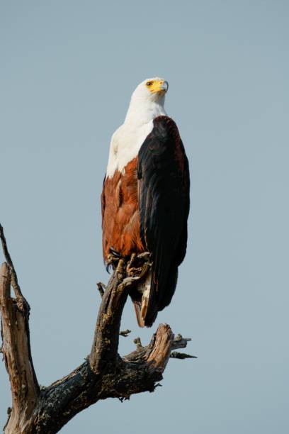 istock Closeup shot of an African fish eagle perched on a branch 1417870911