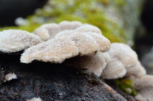 A closeup shot of Polypore mushrooms