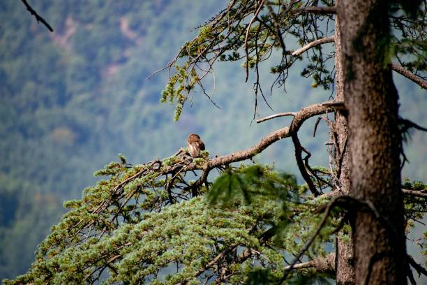 istock The owl perched on a tree branch against the forest 1417870973