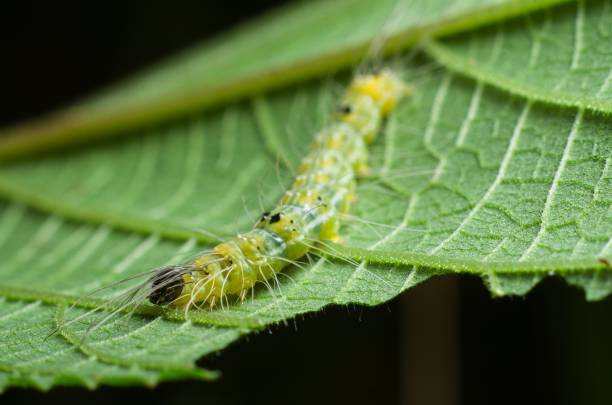 istock Macro shot of a caterpillar crawling on a green leaf 1417871365