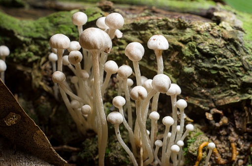 A closeup of Flammulina filiformis mushrooms in the forest