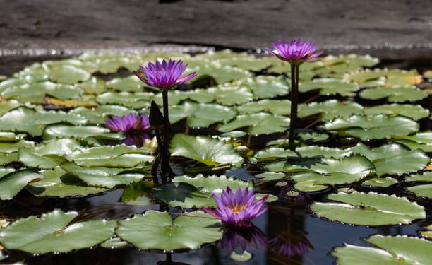 istock Lotus Pond Surface with vegetation 1417872826