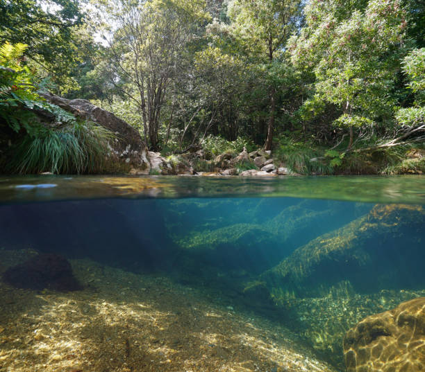 istock Wild river with clear water split level view over and underwater 1417872913