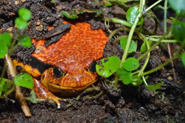 istock Orange brown frog sitting sitting on the forest floor partially covered with dirt 1417873708