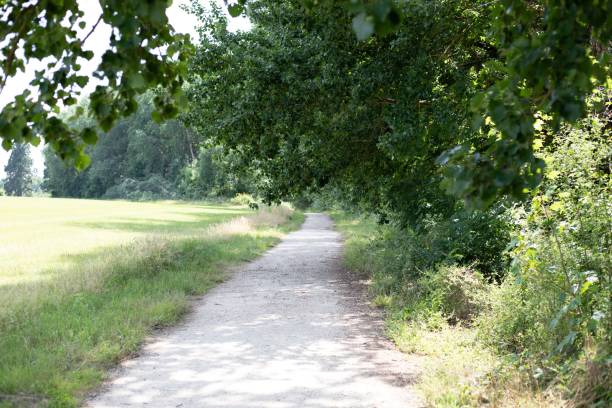 istock In the middle of trees and a meadow 1417873858