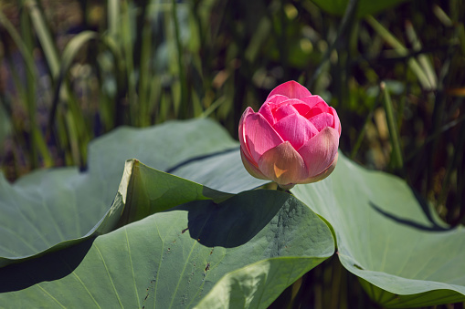 unopened lotus flower in a bud on a lake in Astrakhan