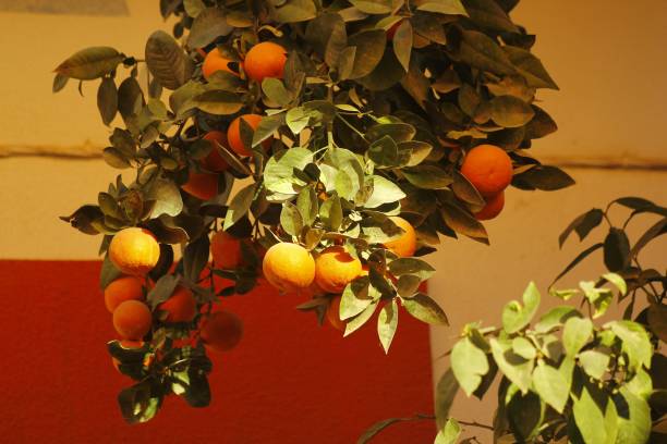 istock Closeup view of the orange tree 1417874166