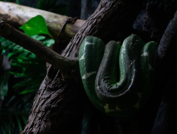 Closeup of Corallus caninus, the emerald tree boa in the darkness. A closeup of Corallus caninus, the emerald tree boa in the darkness. green boa snake corallus caninus stock pictures, royalty-free photos & images