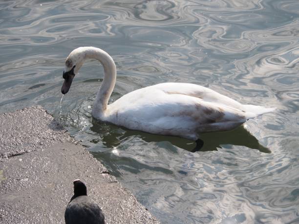 istock White swan floating in lake 1417874873