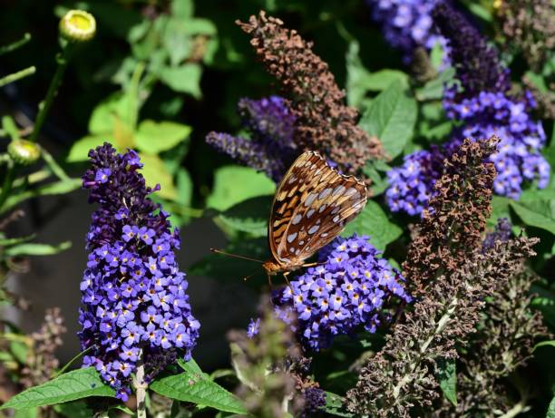 istock Great Spangled Fritillary butterfly on violet flowers 1417875408