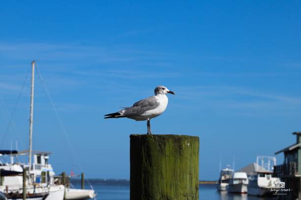 istock Seagull perched at the coast on a trunk 1417875438