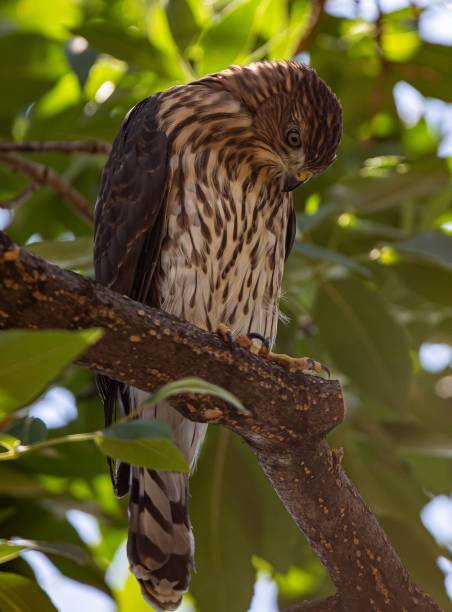 istock Vertical shot of a Cooper's hawk perched on a tree branch under sunlight 1417875443