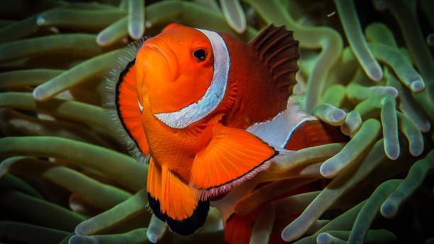 Clownsfish stock photo