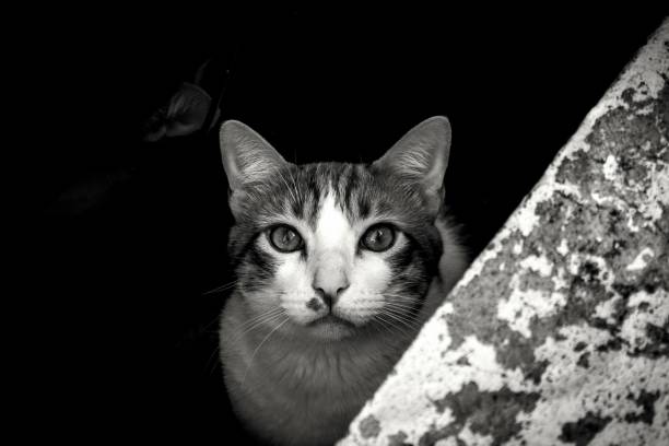 istock Greyscale shot of a cat looking at the camera 1417876353