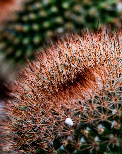 istock Macro shot of a thorny cactus 1417876671