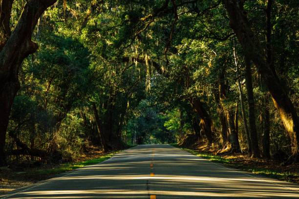 istock Beautiful road under the trees making an alley 1417876842