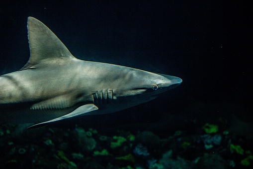 Blacktip reefs shark swimming in deep and dark green water with sun lighting.