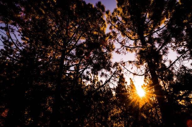 istock Morning Scene in the Forest , digital photo image 1417877245
