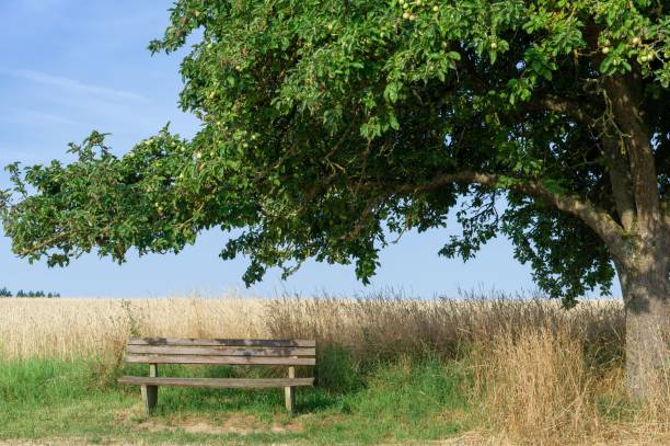 istock Bench in the shade of tree 1417877868