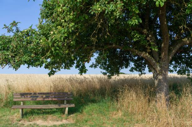 istock Bench in the shade of tree 1417877870