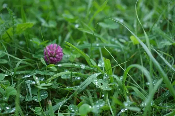 The after-rain grass in selective focus shot with the red clover blurred in the background and raindrops sparkling in focus.
