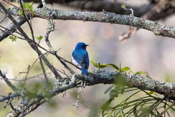 istock A blue bird on the branch of tree. 1417879226