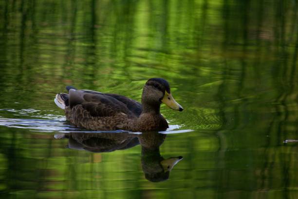 istock Duck swimming in a tranquil water with visible reflection 1417879297