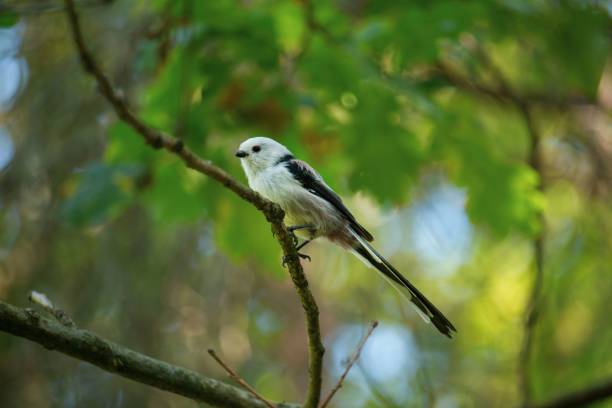 istock Shallow focus shot of long-tailed tit bird perching on a tree twig with blur background 1417879313